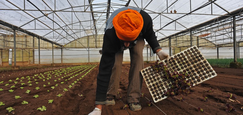 I Sikh dell’Agro Pontino