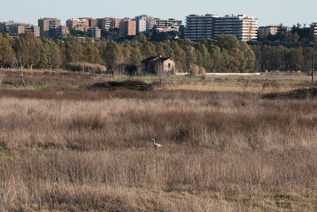 Roma, 19/02/2017:  Tor di Valle. © Andrea Sabbadini