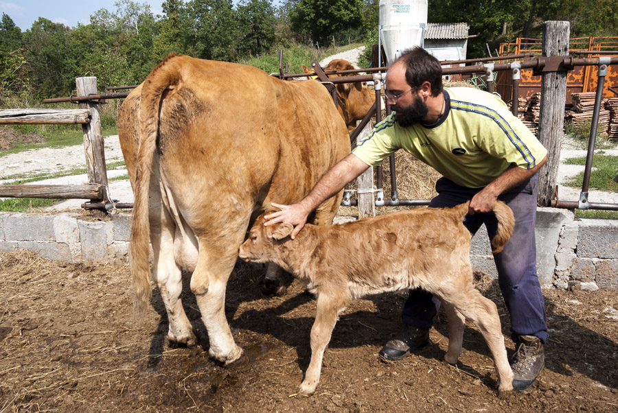 Allevamento semibrado di bovini Cooperativa Agricola Canedo