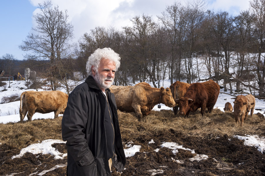 Allevamento semibrado di bovini Cooperativa Agricola Canedo