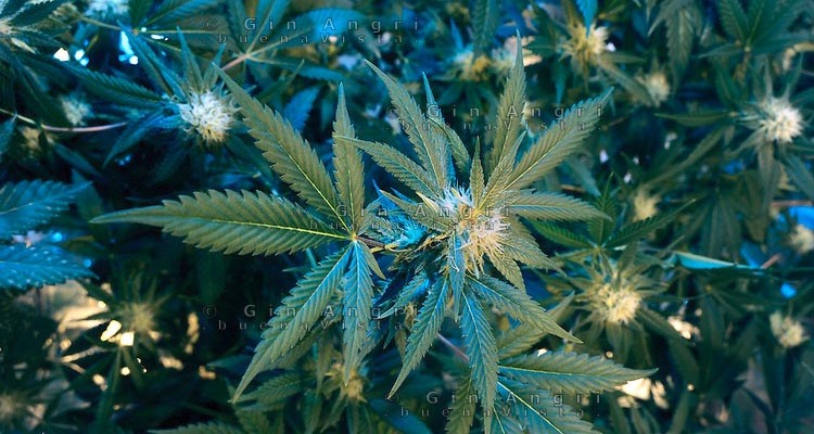 Cannabis liberalizzata
