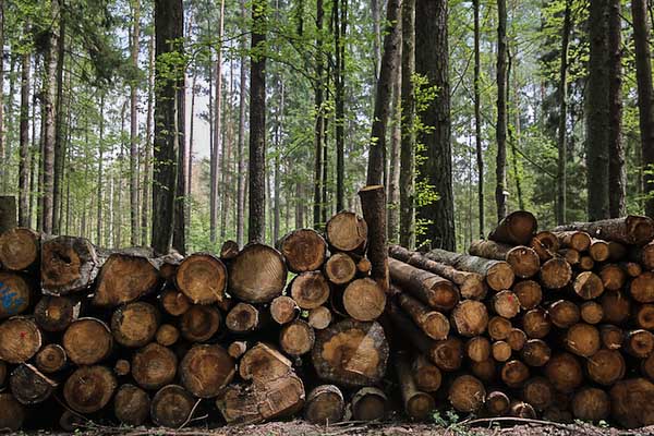 Polonia, l’ultima foresta vergine d’Europa