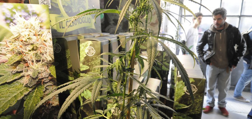 La cannabis light è fuori legge