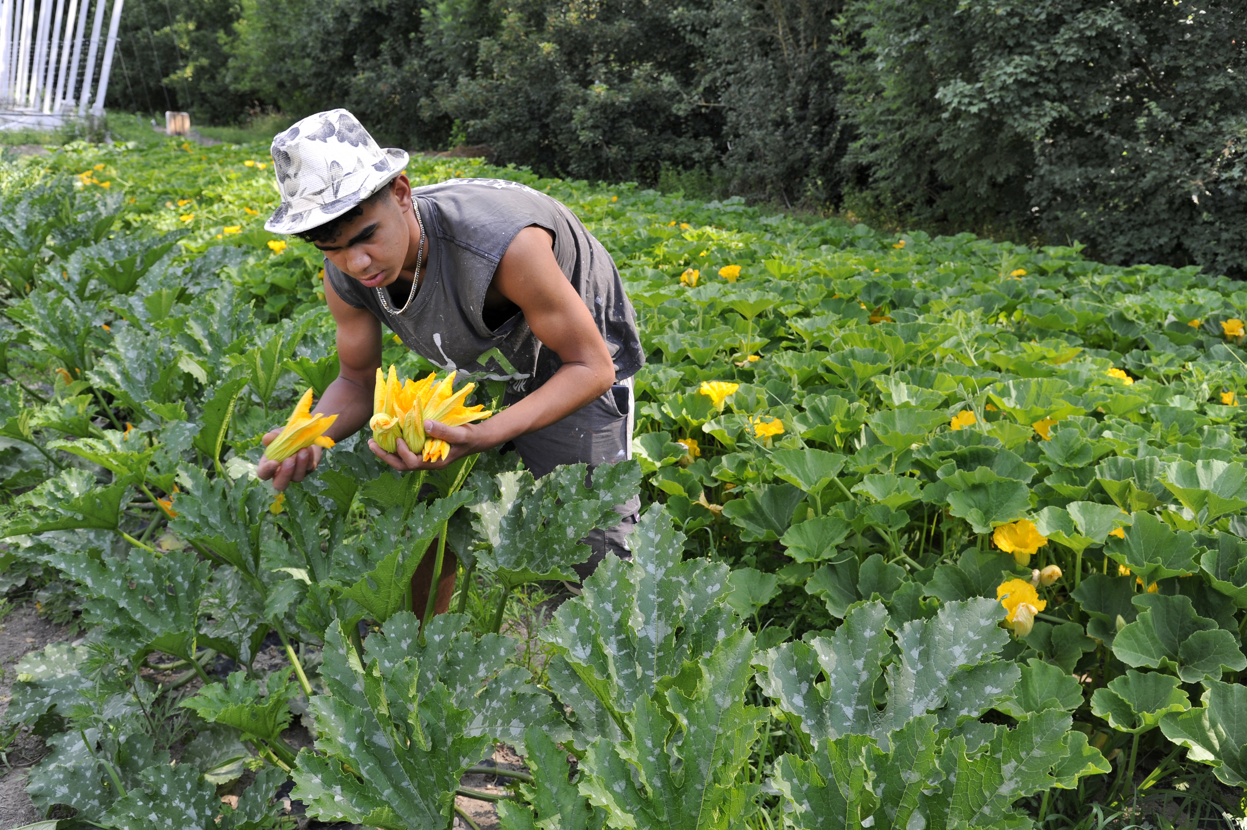 agriculture