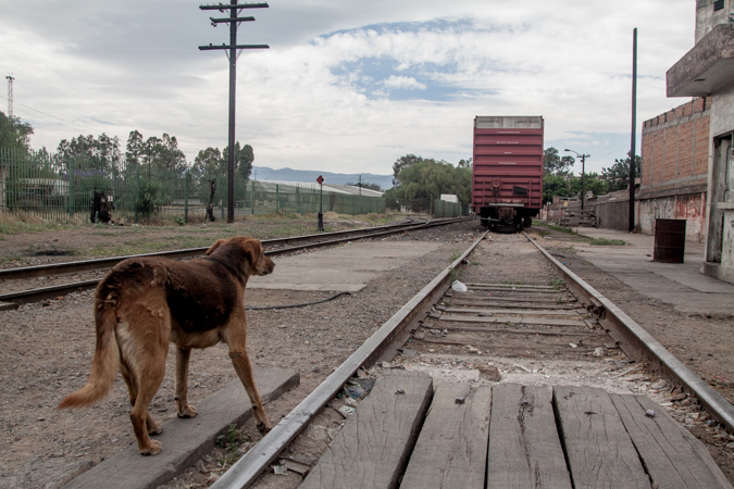 Canela cane migrante