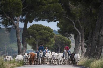 la transumanza come patrimonio UNESCO