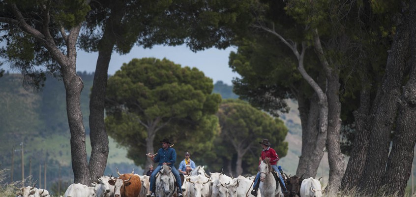 la transumanza come patrimonio UNESCO