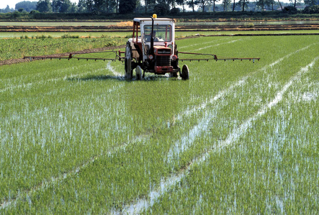 rice - riso rice - riso rice - riso